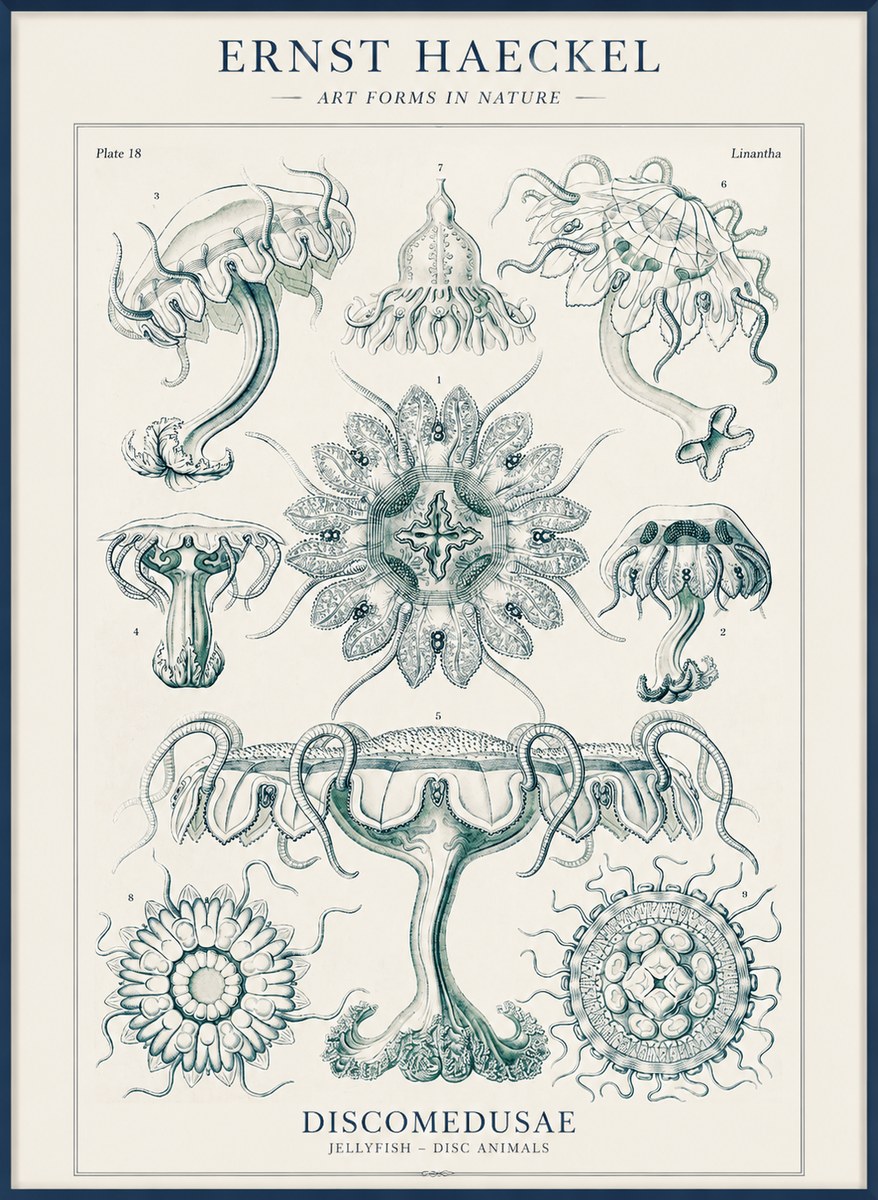 Ernst Haeckel Discomedusae. Jellyfishes. No4 - Poster