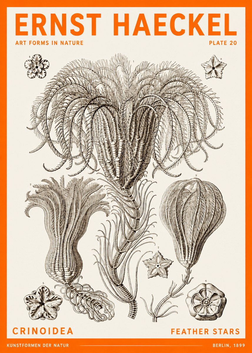 Ernst Haeckel Crinoidea - Palm Lilies No6 - Poster