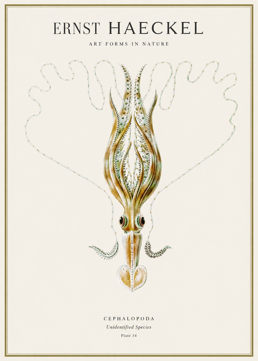 Ernst Haeckel Teuthis Pelagica No4 - Poster