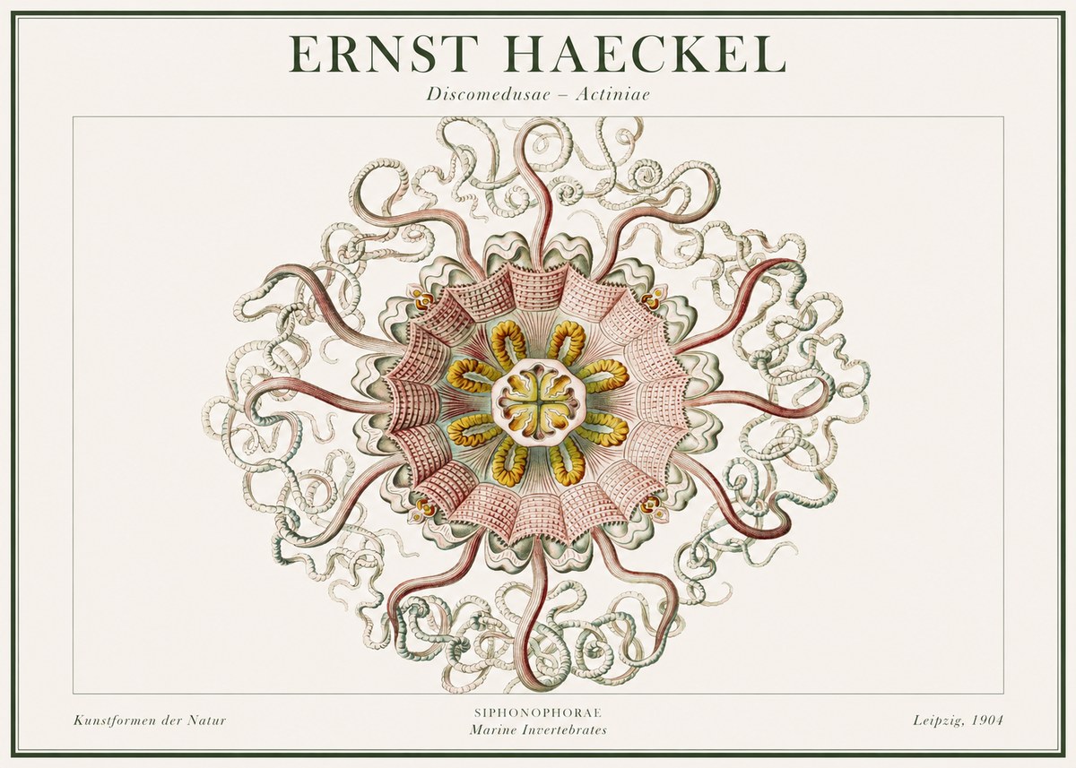 Ernst Haeckel Discomedusae – Actiniae No1 - Poster