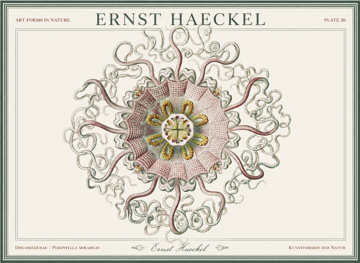 Ernst Haeckel Discomedusae – Actiniae No5 - Poster