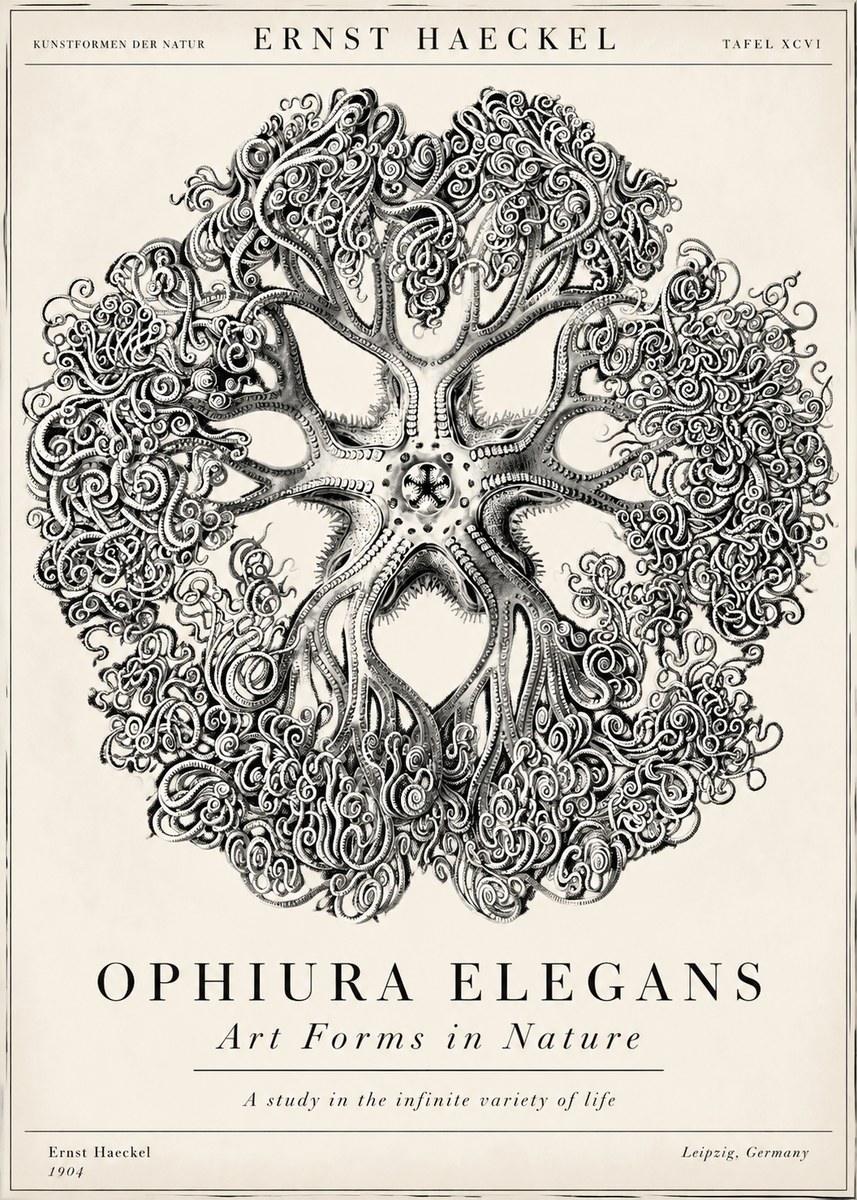 Ernst Haeckel Ophiuroidea Sea Tree - Deep Sea No6 - Poster