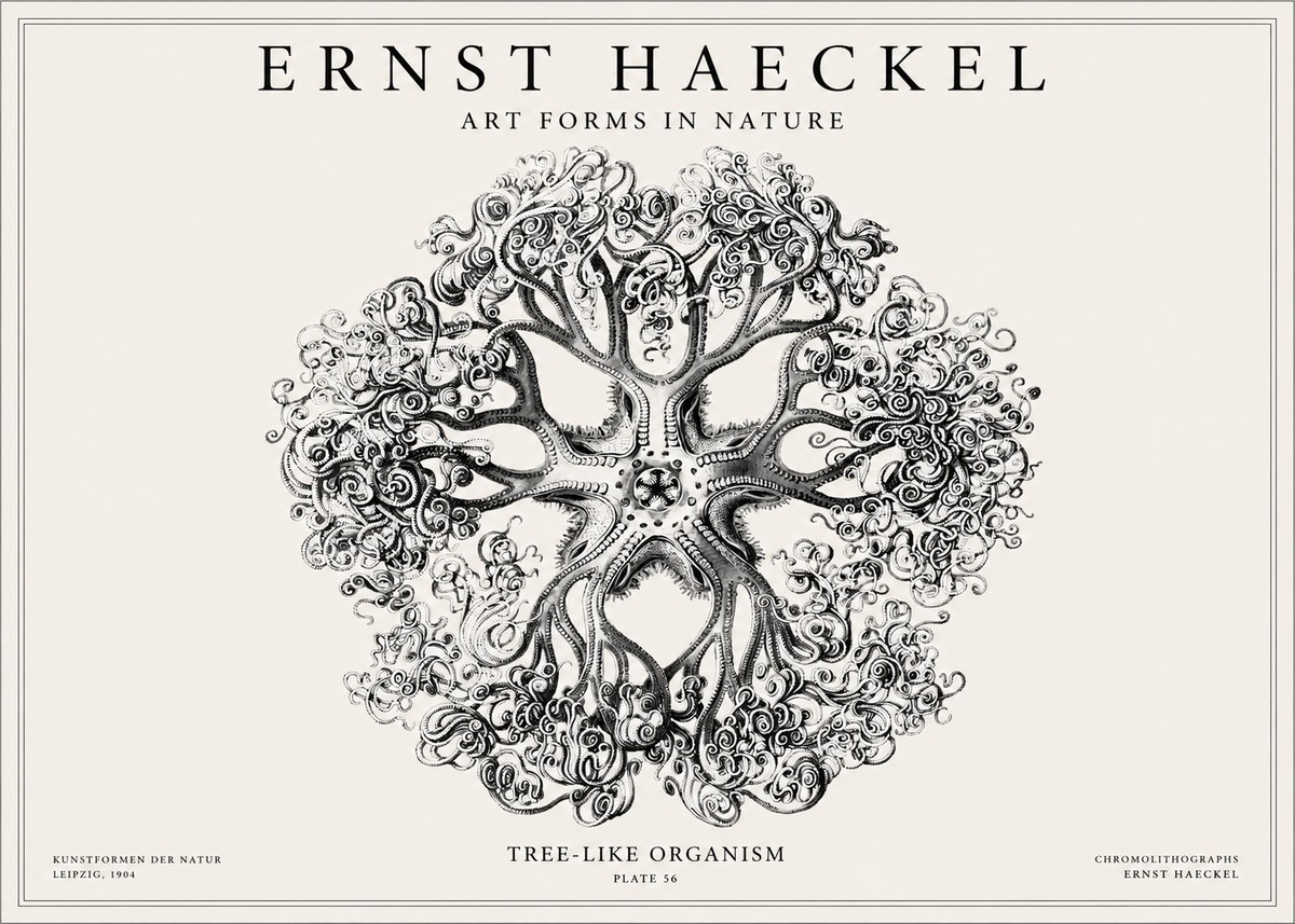 Ernst Haeckel Tree-like Organism No1 - Poster