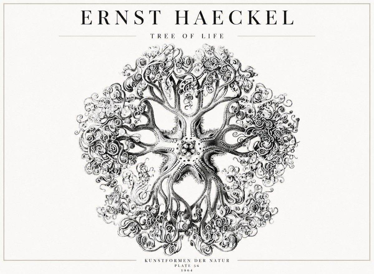 Ernst Haeckel Tree-like Organism No4 - Poster