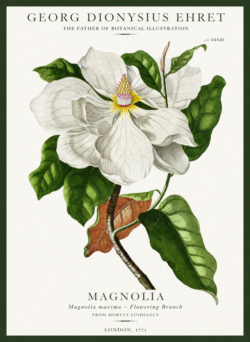 Georg Dionysius Ehret Magnolia Maxima - Flowering Branch No1 - Poster