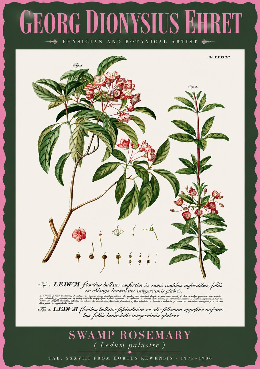 Georg Dionysius Ehret Swamp Rosemary (Ledum Palustre) No2 - Poster