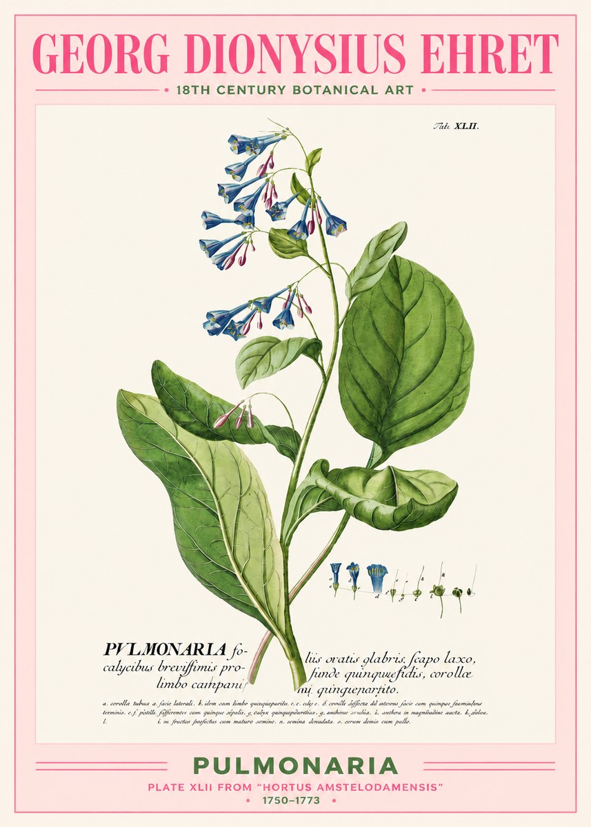 Georg Dionysius Ehret Pulmonaria No2 - Poster