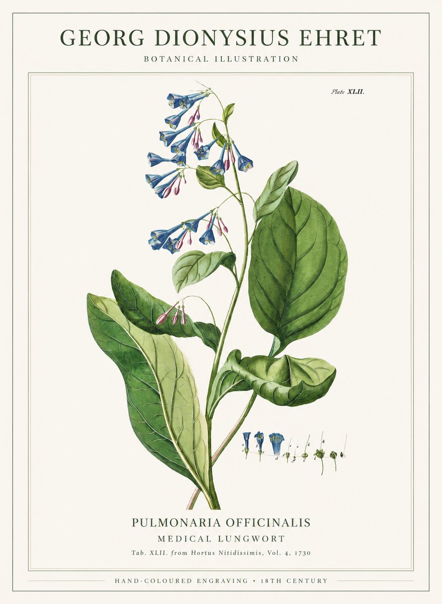 Georg Dionysius Ehret Pulmonaria No6 - Poster