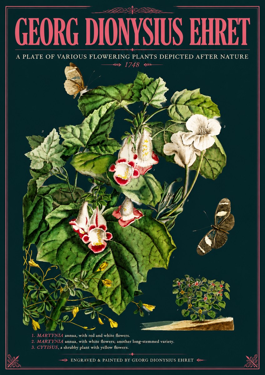 Georg Dionysius Ehret A Plate of Various Flowering Plants Depicted After Nature 1748 No6 - Poster