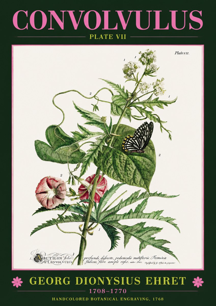 Georg Dionysius Ehret Convolvulus - Plate Vii No2 - Poster