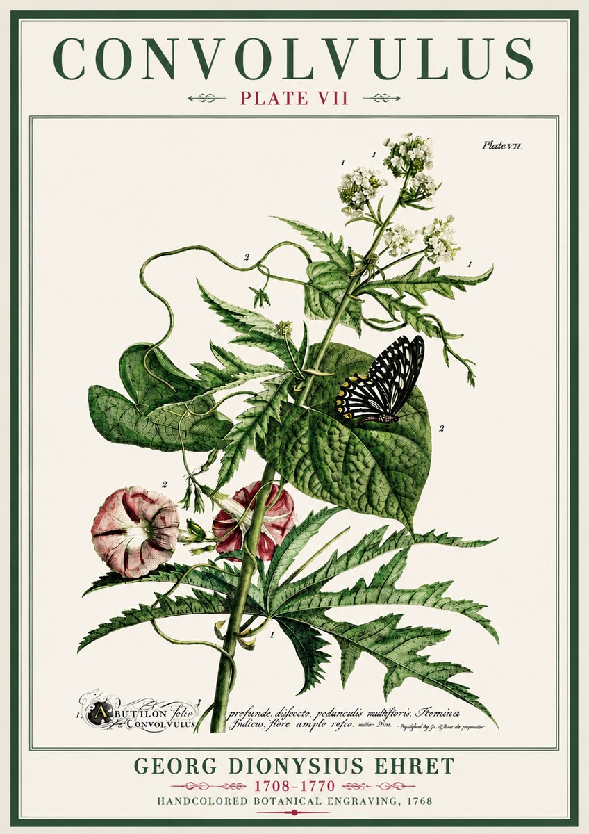 Georg Dionysius Ehret Convolvulus - Plate Vii No4 - Poster