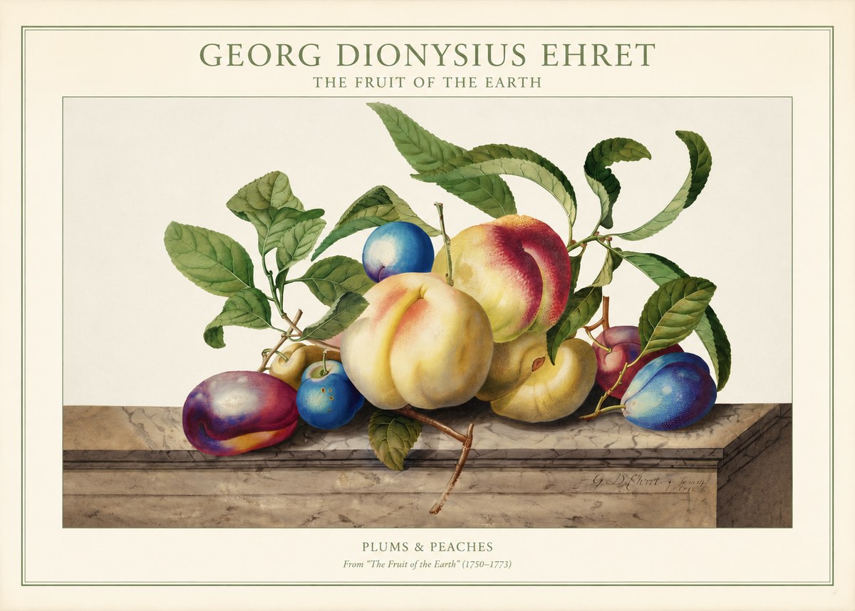 Georg Dionysius Ehret Plums & Peaches No1 - Poster