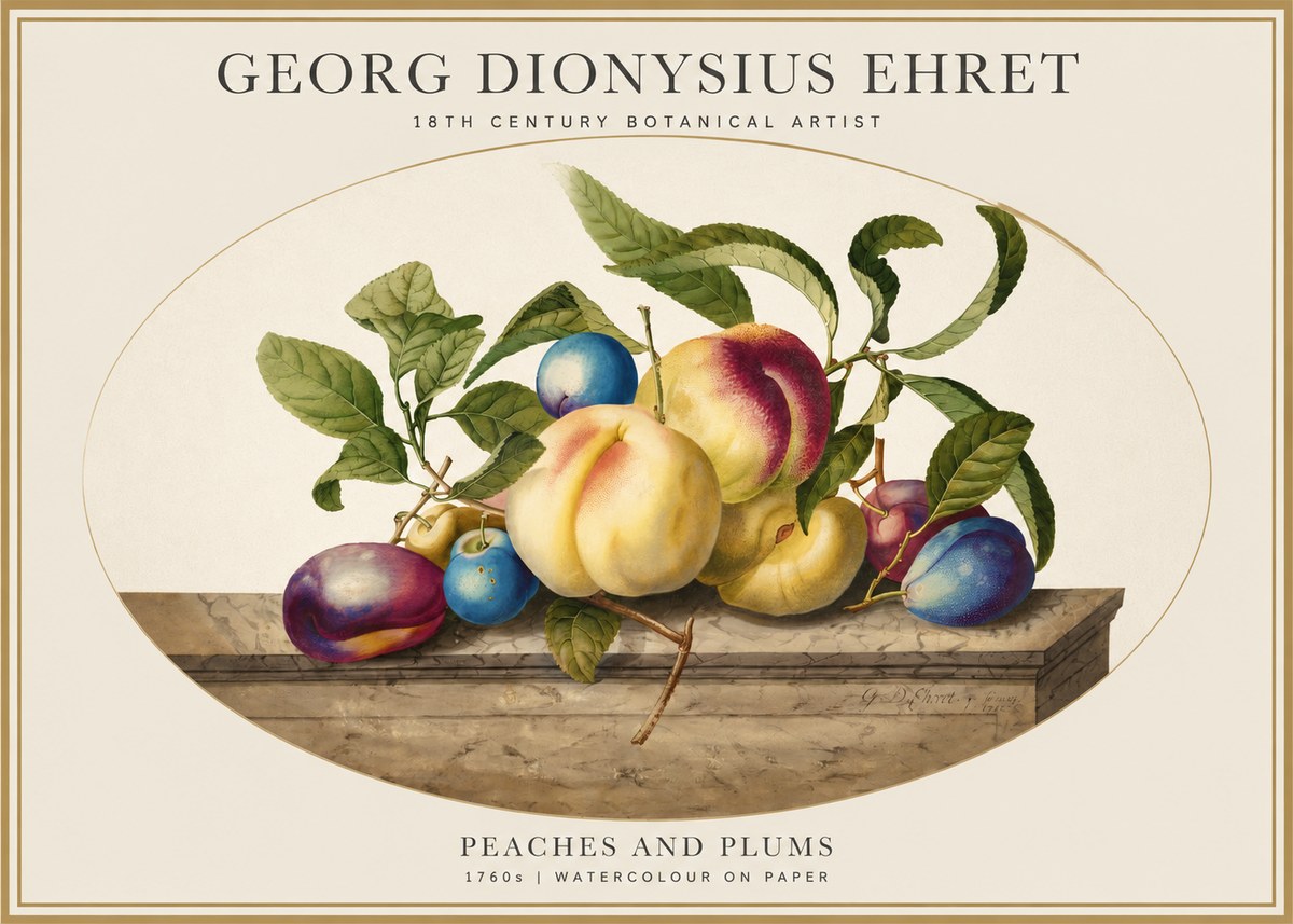 Georg Dionysius Ehret Plums & Peaches No5 - Poster