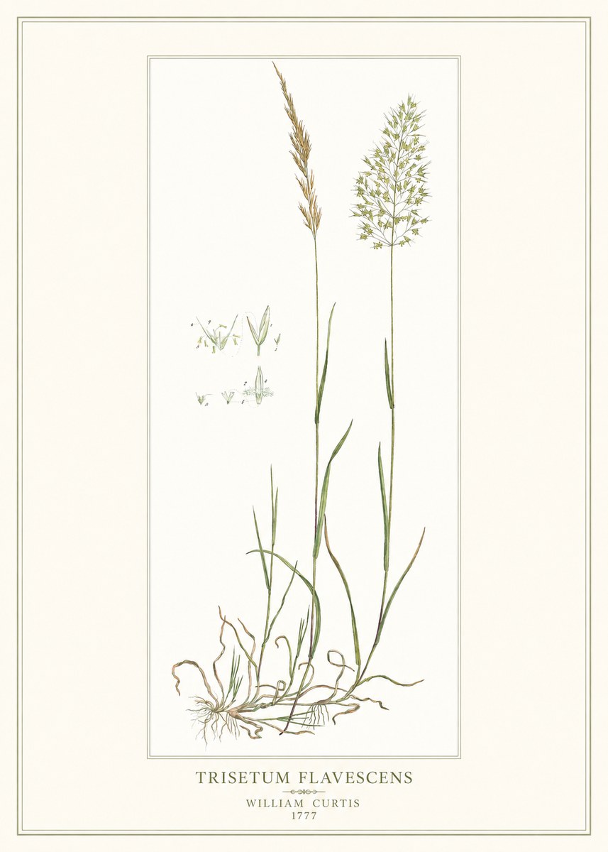 William Curtis Trisetum Flavescens I No1 - Poster