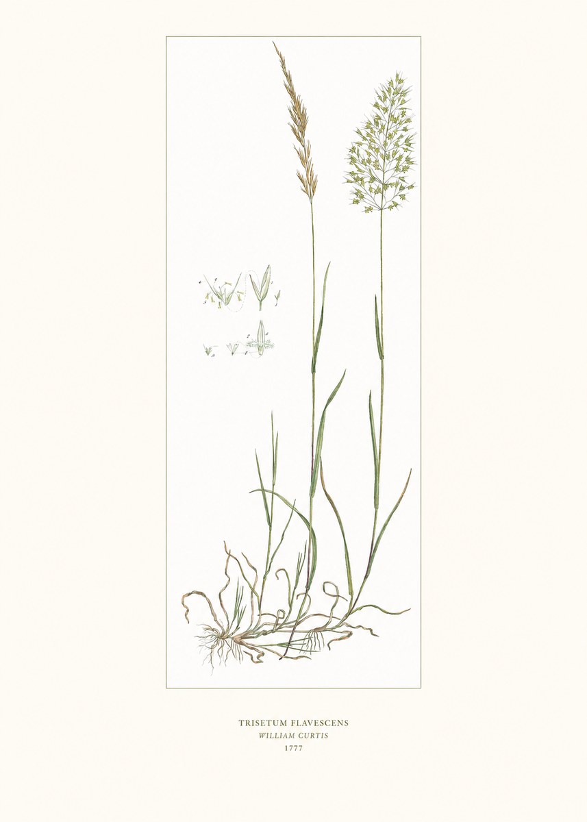 William Curtis Trisetum Flavescens I No6 - Poster