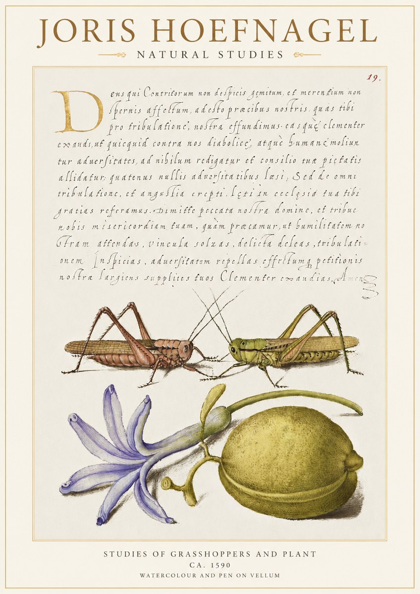 Joris Hoefnagel Studies of Grasshoppers and Plant No1 - Poster