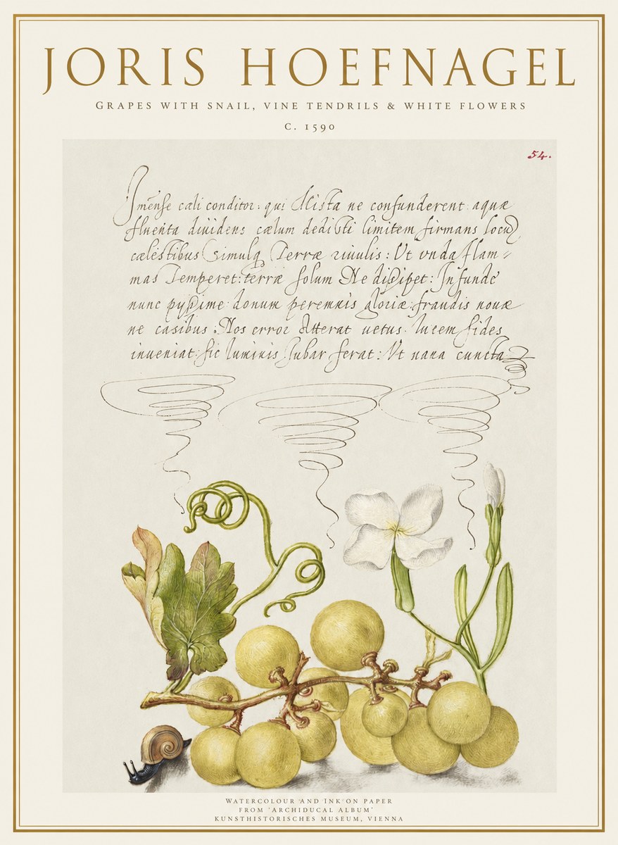 Joris Hoefnagel Grapes with Snail, Vine Tendrils & White Flowers No1 - Poster