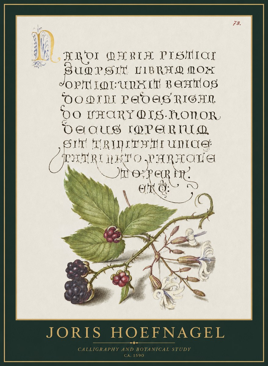 Joris Hoefnagel Calligraphy and Botanical Study II No1 - Poster