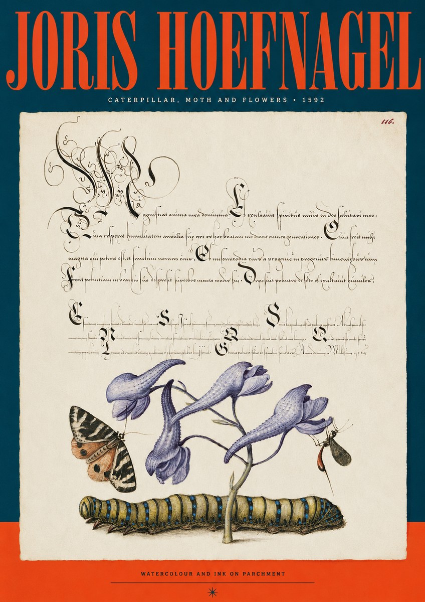 Joris Hoefnagel Caterpillar, Moth and Flowers No2 - Poster
