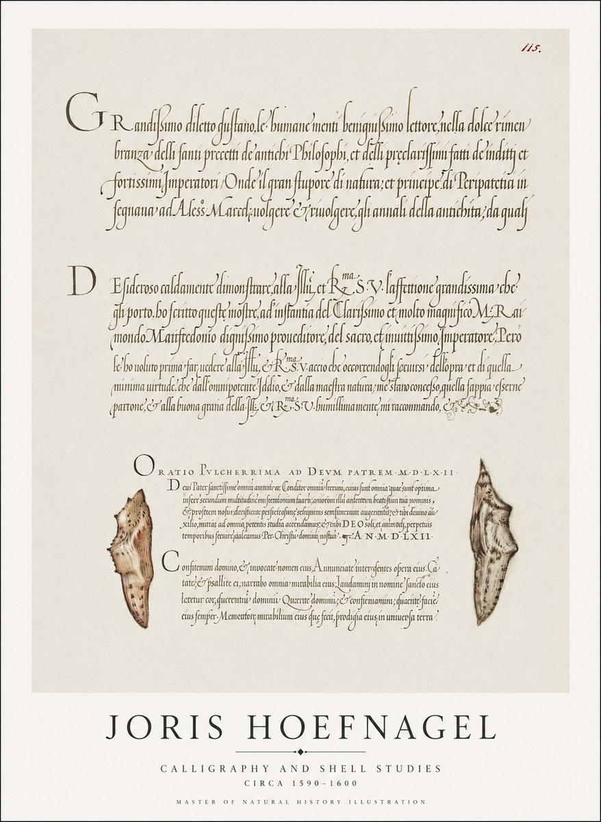 Joris Hoefnagel Study of Shells and Calligraphy No2 - Poster