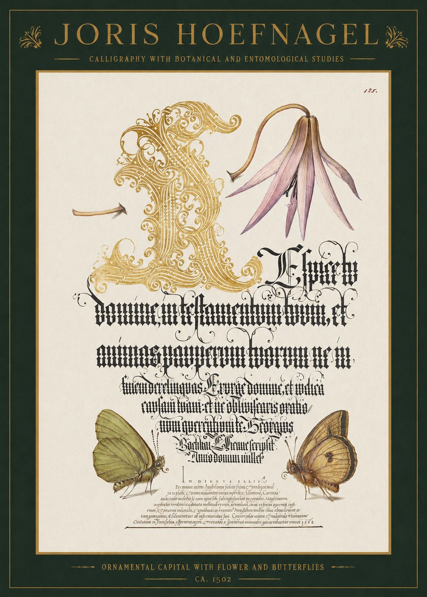 Joris Hoefnagel Ornamental Capital with Flower and Butterflies No1 - Poster