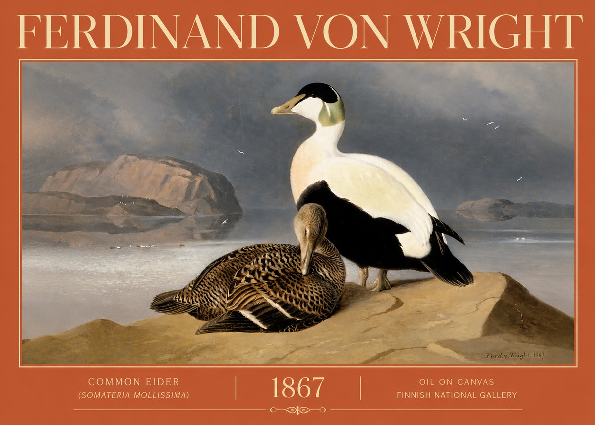 Ferdinand von Wright Common Eider (Somateria Mollissima) No4 - Poster