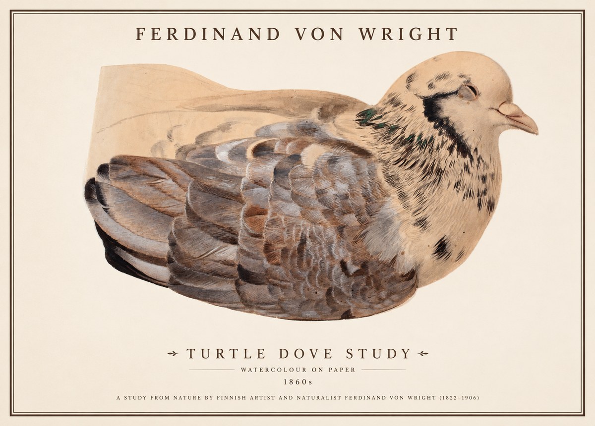 Ferdinand von Wright Turtle Dove Study No1 - Poster