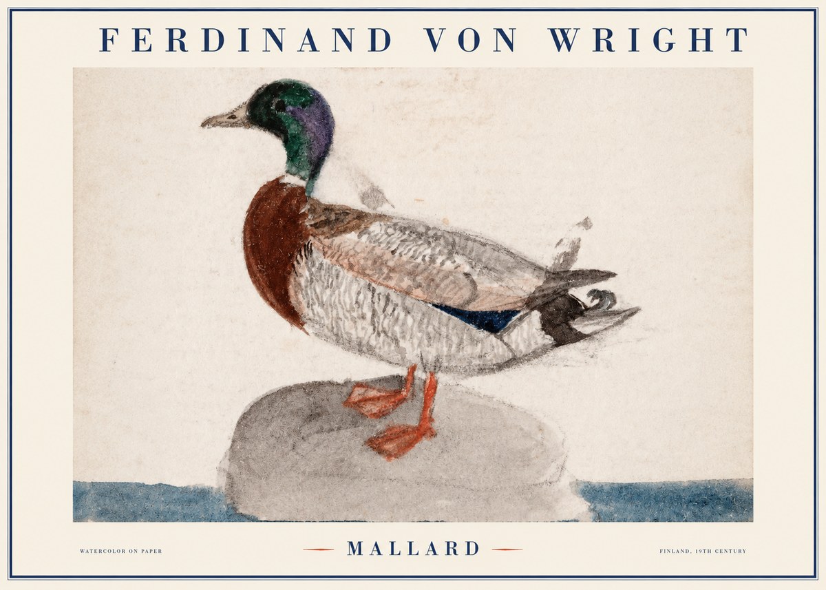 Ferdinand von Wright Mallard No1 - Poster