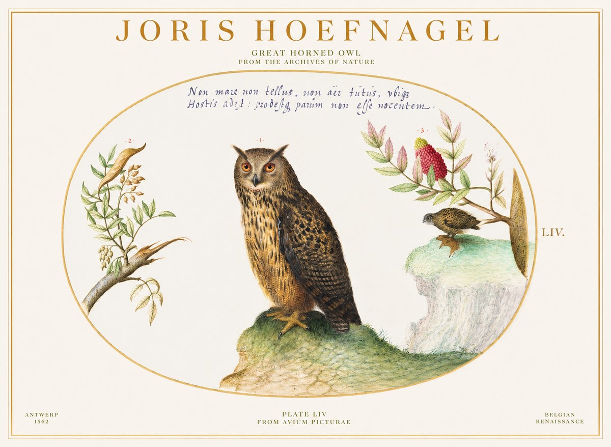 Joris Hoefnagel Bird Study Plate Liv No6 - Poster