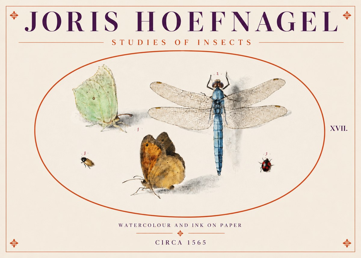 Joris Hoefnagel A Study of Butterflies, Dragonflies and Beetles No5 - Poster