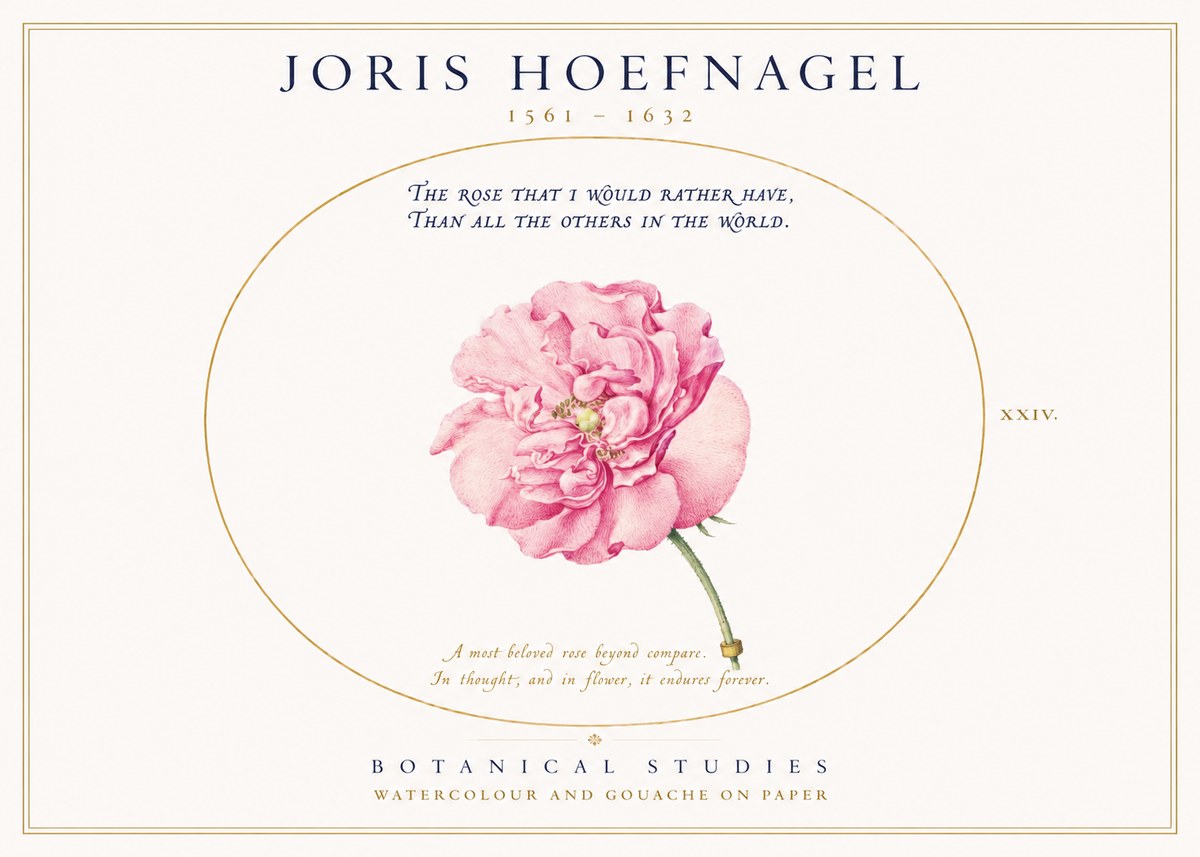 Joris Hoefnagel A Pink Damask Rose No3 - Poster