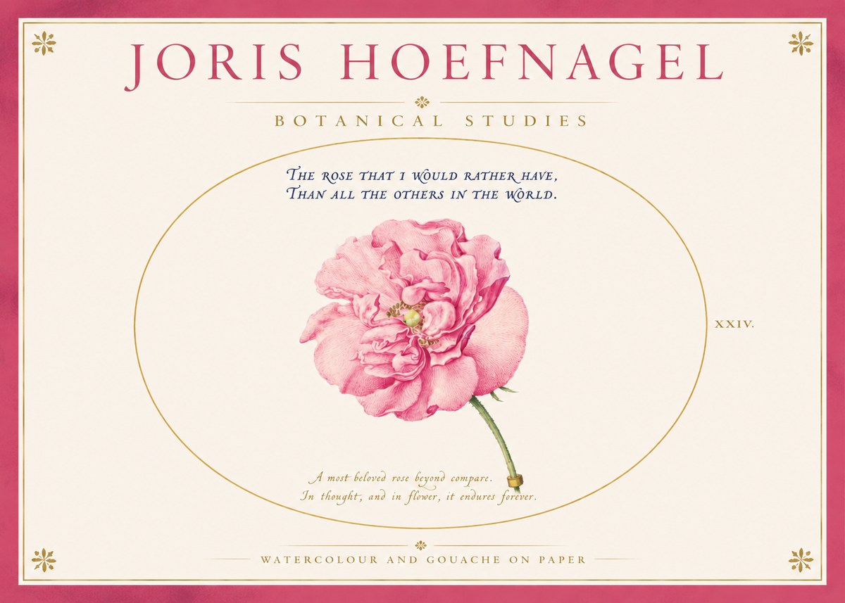 Joris Hoefnagel A Pink Damask Rose No4 - Poster