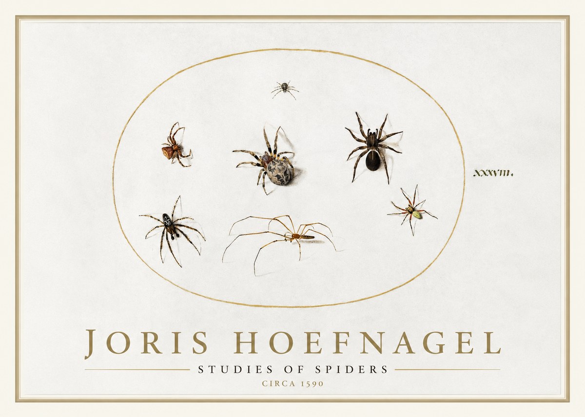 Joris Hoefnagel Studies of Spiders I No1 - Poster