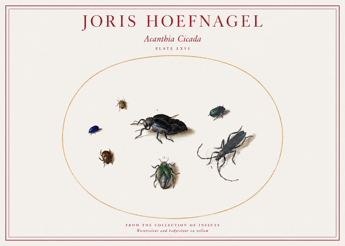 Joris Hoefnagel Acanthia Cicada No1 - Poster
