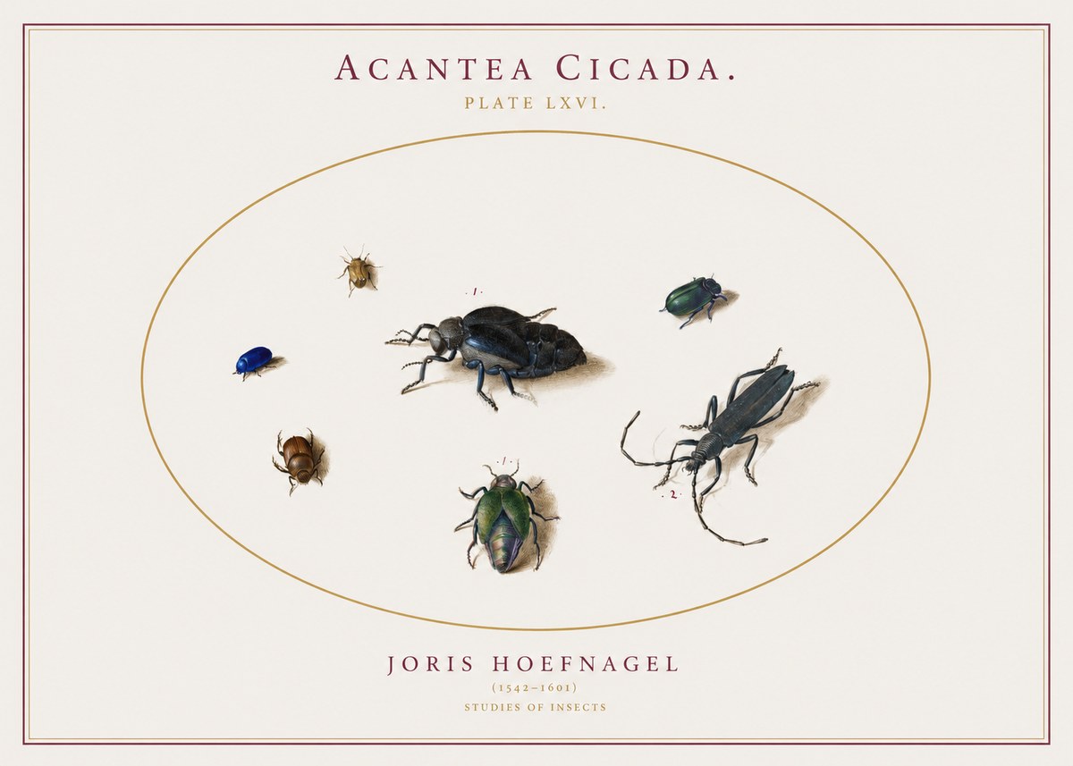 Joris Hoefnagel Acanthia Cicada No3 - Poster