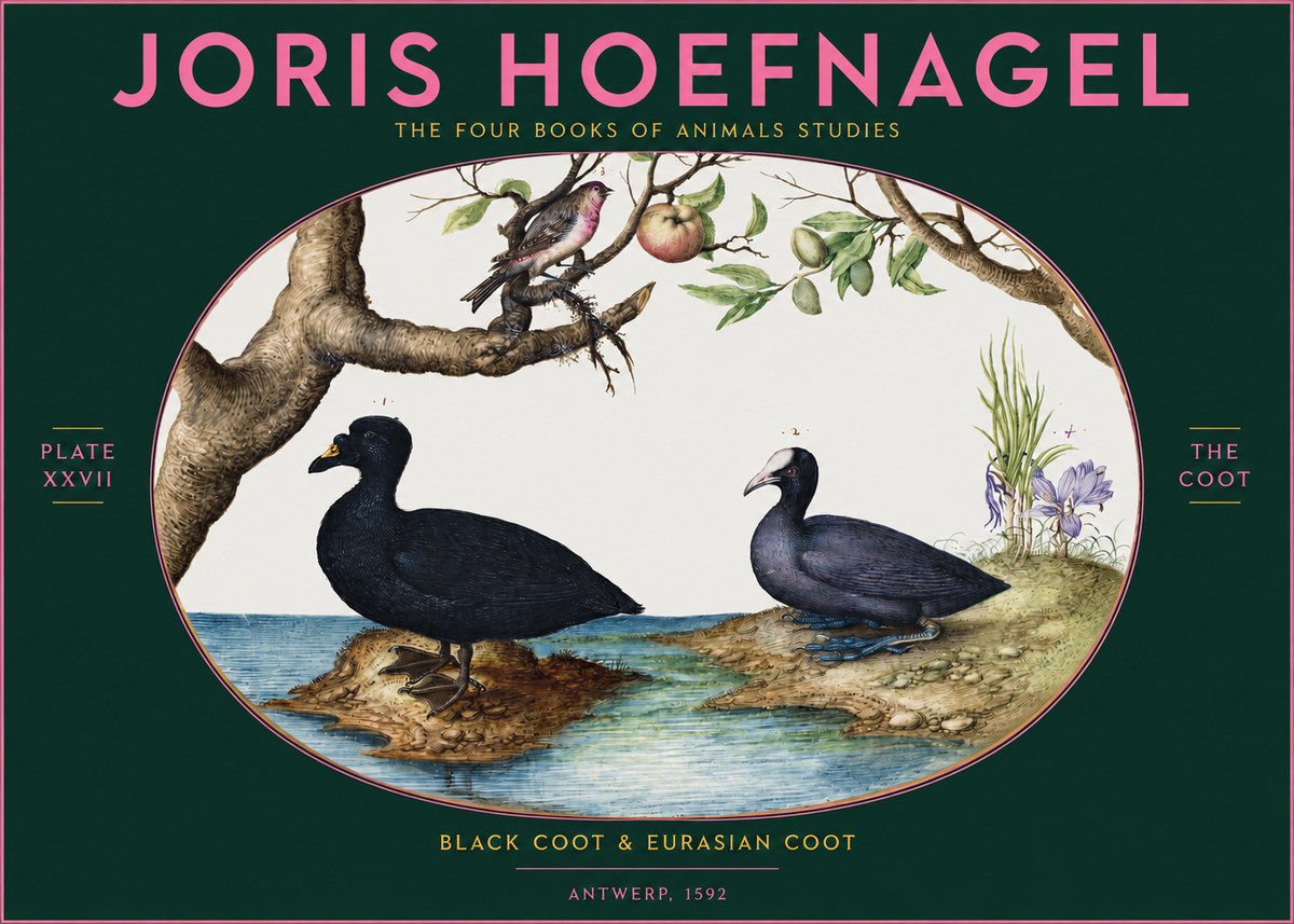 Joris Hoefnagel The Coot No2 - Poster
