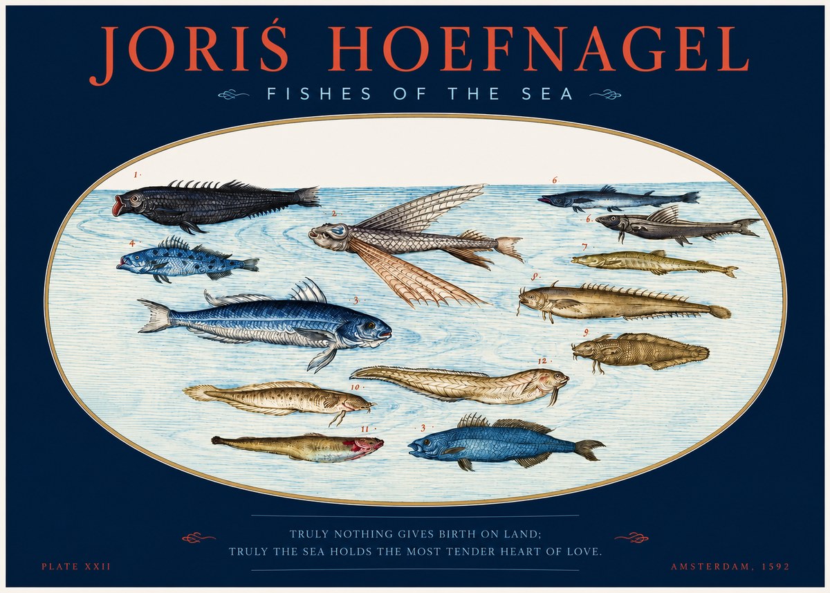 Joris Hoefnagel Fishes of the Sea I No2 - Poster