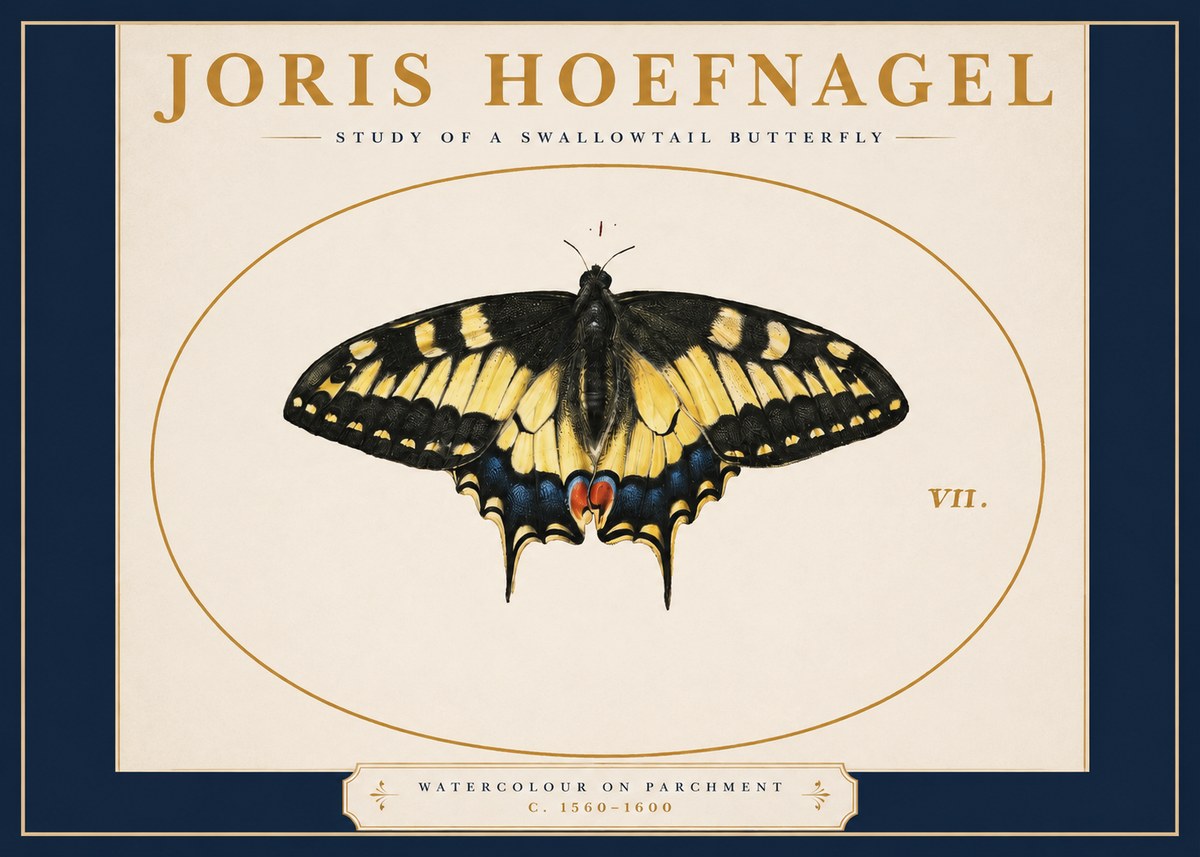 Joris Hoefnagel Study of a Swallowtail Butterfly No2 - Poster