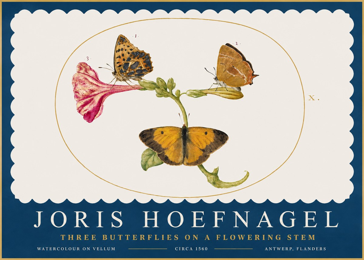 Joris Hoefnagel Three Butterflies on a Flowering Stem No2 - Poster