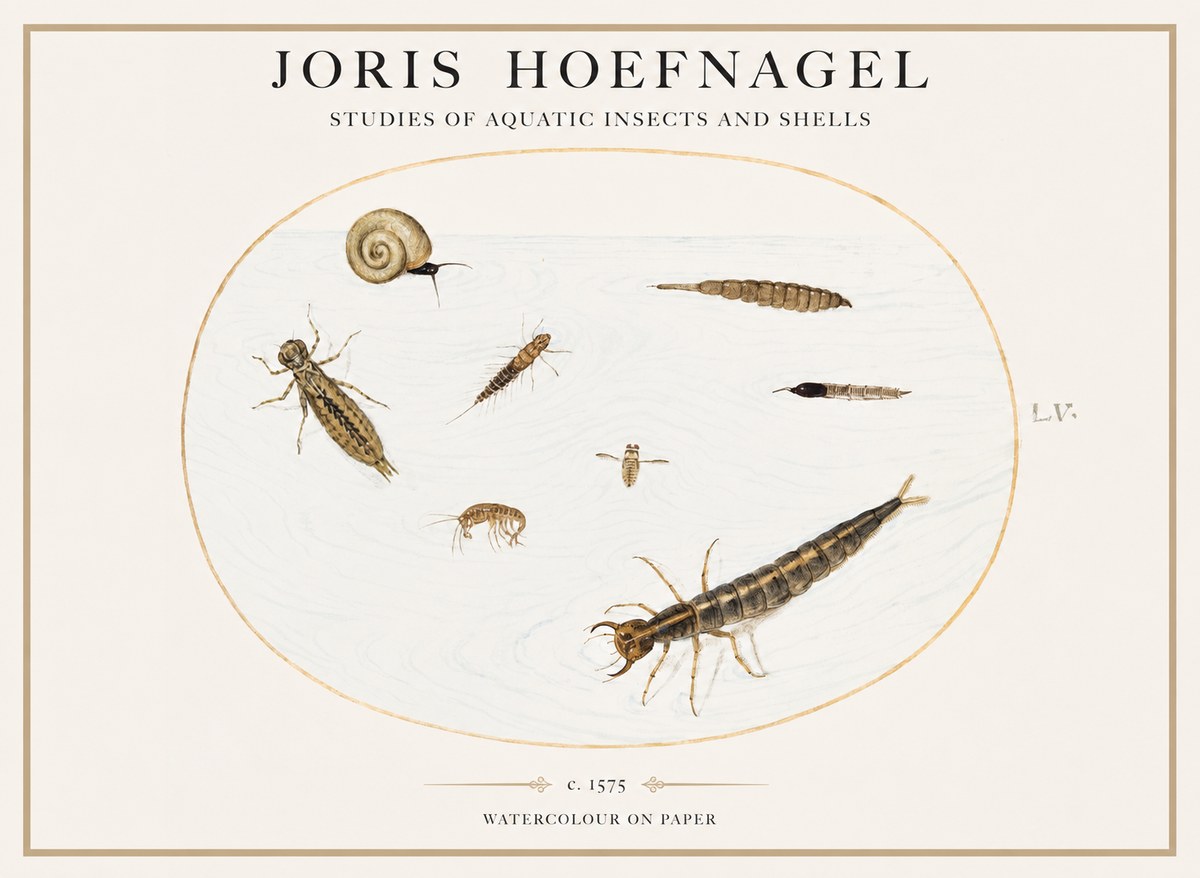 Joris Hoefnagel Studies of Aquatic Insects and Shells No1 - Poster