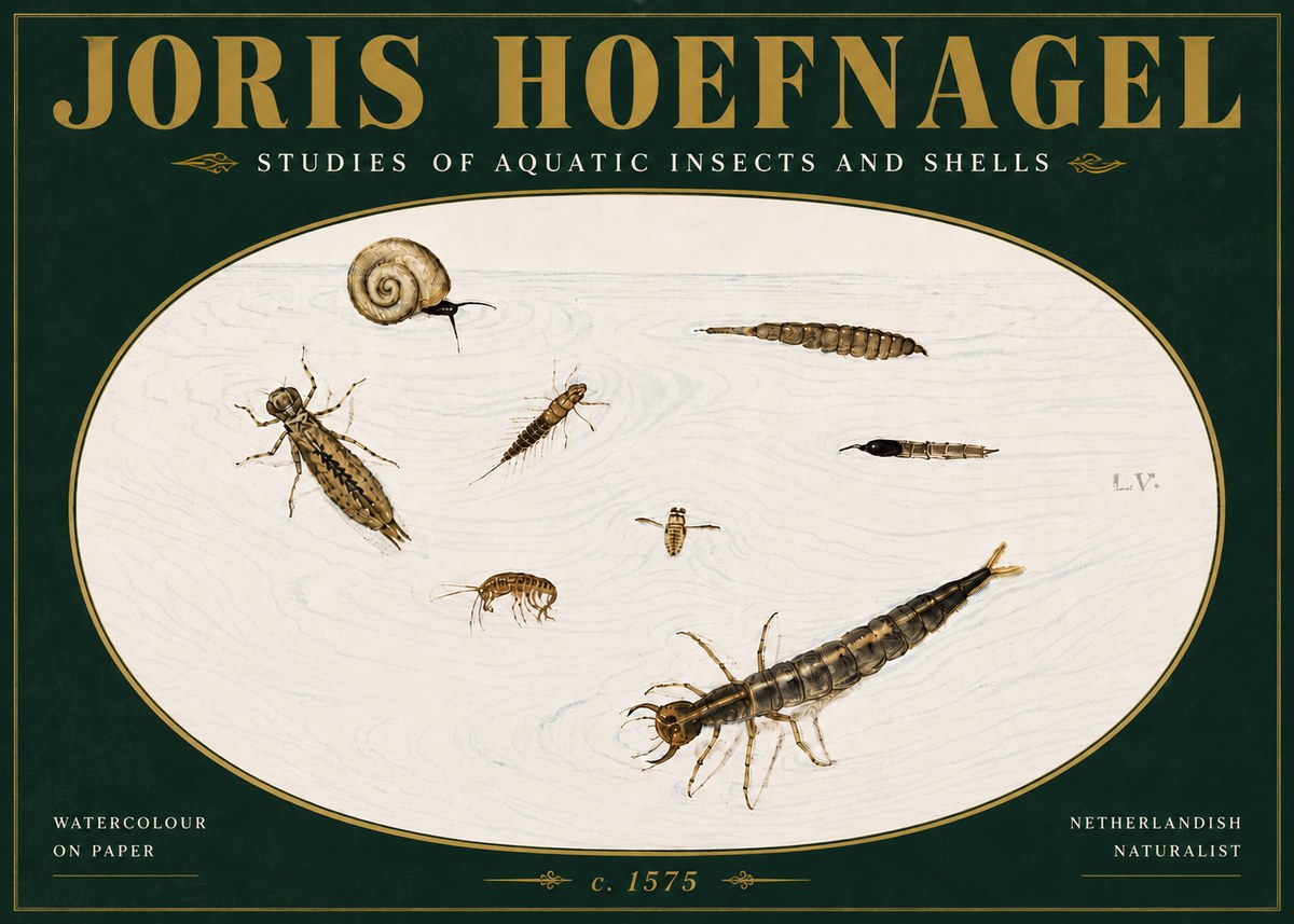 Joris Hoefnagel Studies of Aquatic Insects and Shells No5 - Poster