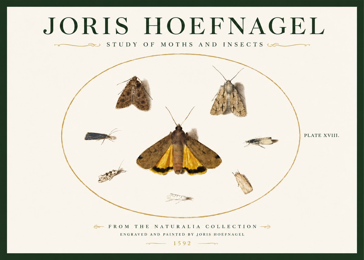 Joris Hoefnagel Study of Moths and Insects No3 - Poster
