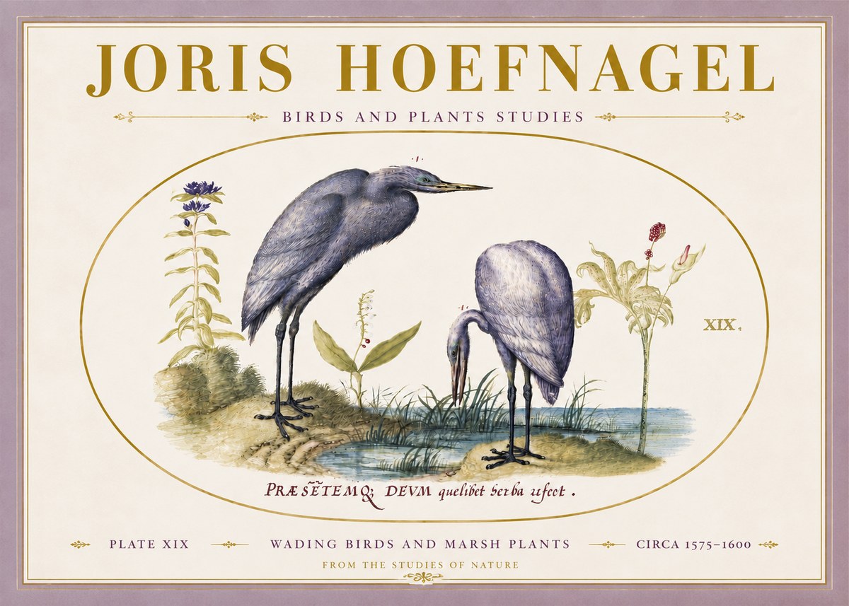 Joris Hoefnagel Wading Birds and Marsh Plants No5 - Poster