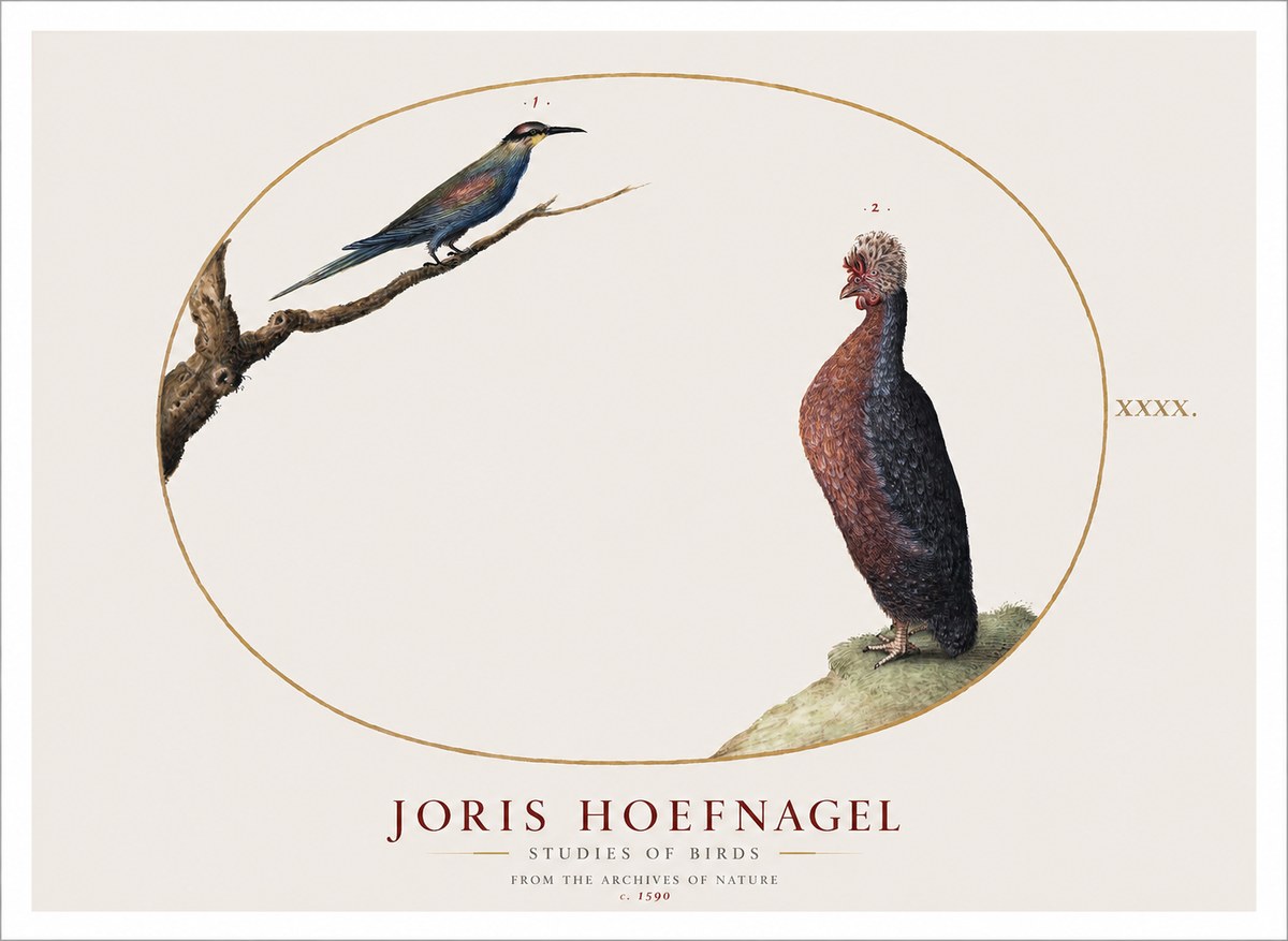 Joris Hoefnagel Studies of Birds I No1 - Poster