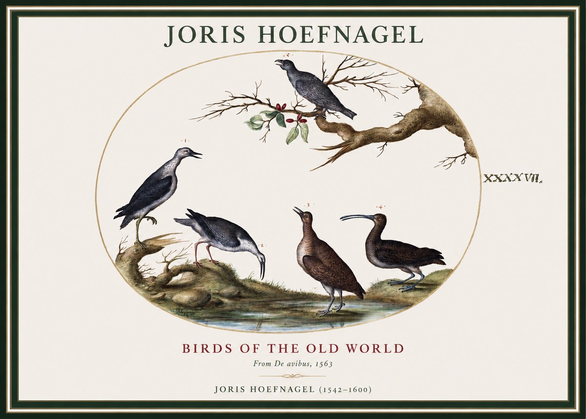 Joris Hoefnagel Birds of the Old World No1 - Poster