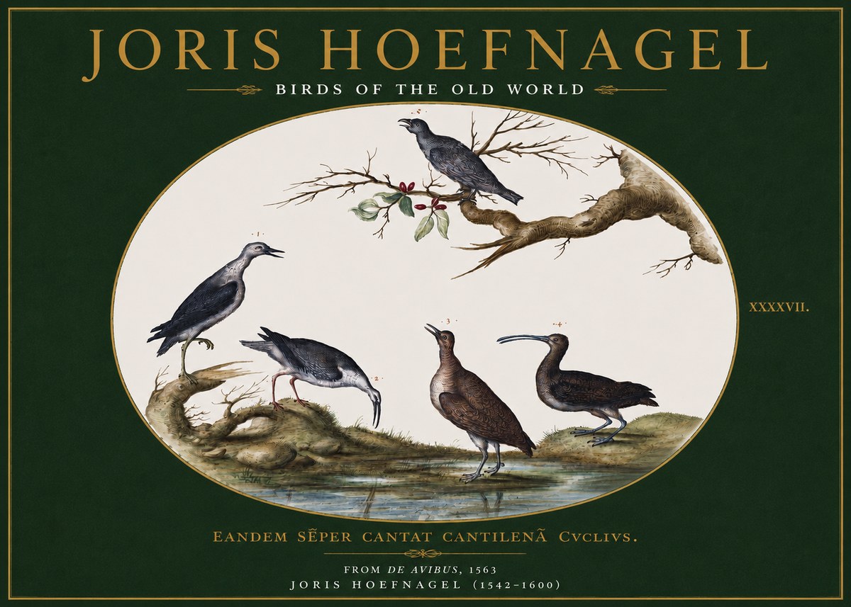 Joris Hoefnagel Birds of the Old World No3 - Poster