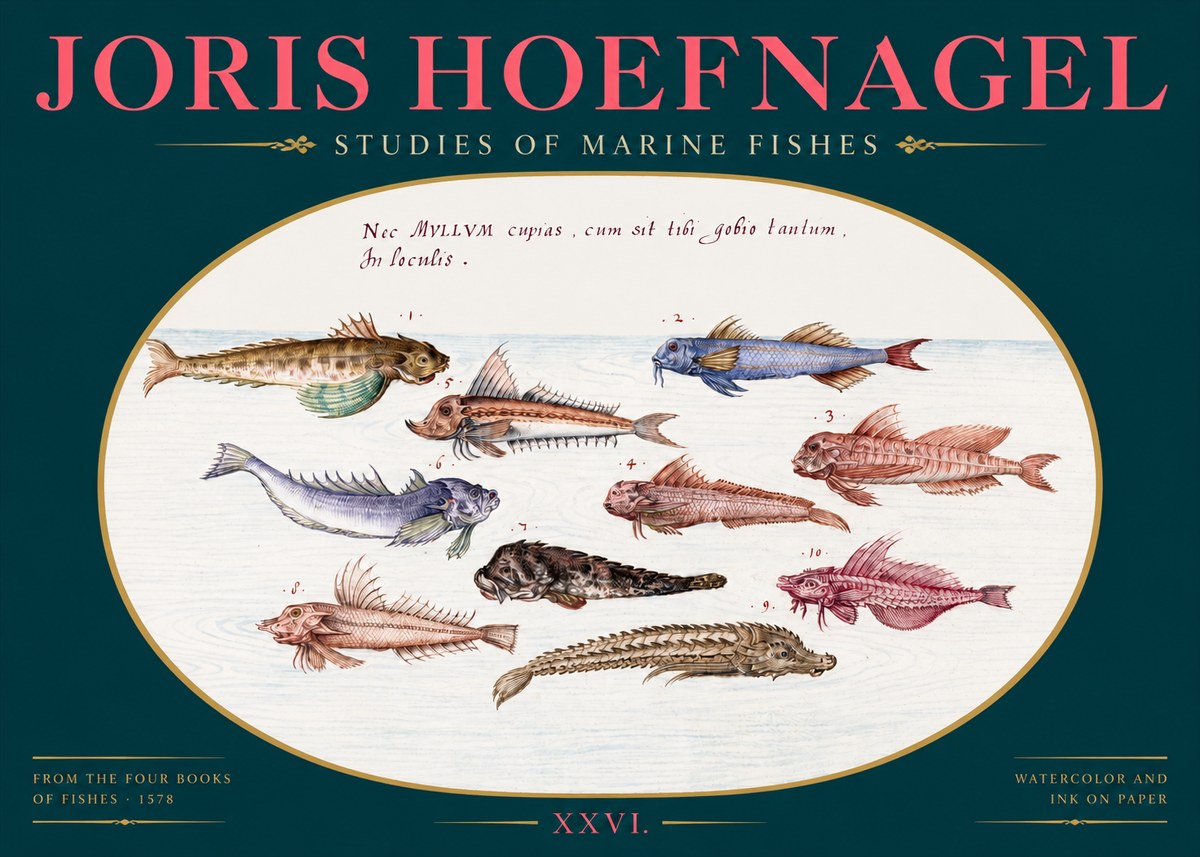 Joris Hoefnagel Studies of Marine Fishes No2 - Poster