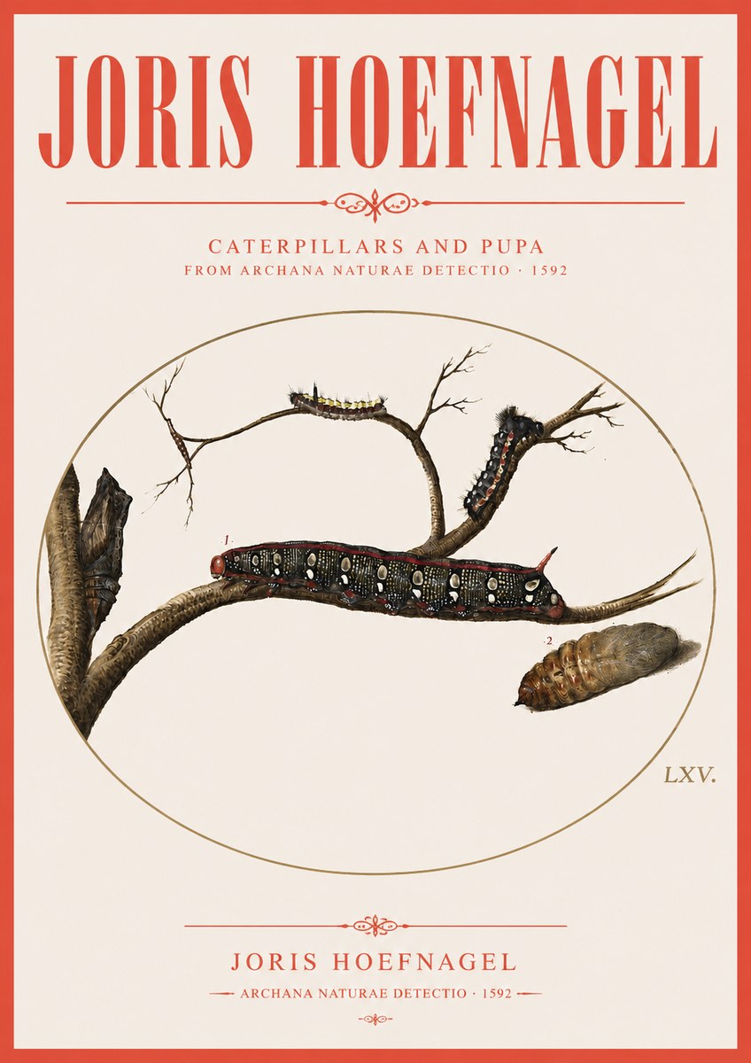 Joris Hoefnagel Caterpillars and Pupa No3 - Poster