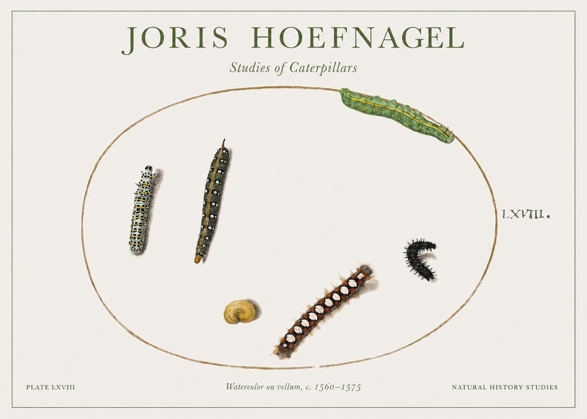 Joris Hoefnagel Studies of Caterpillars No1 - Poster