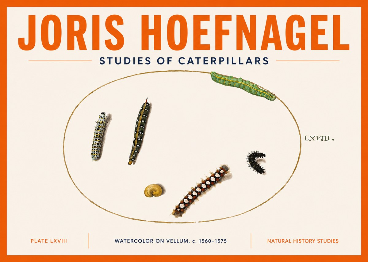 Joris Hoefnagel Studies of Caterpillars No5 - Poster